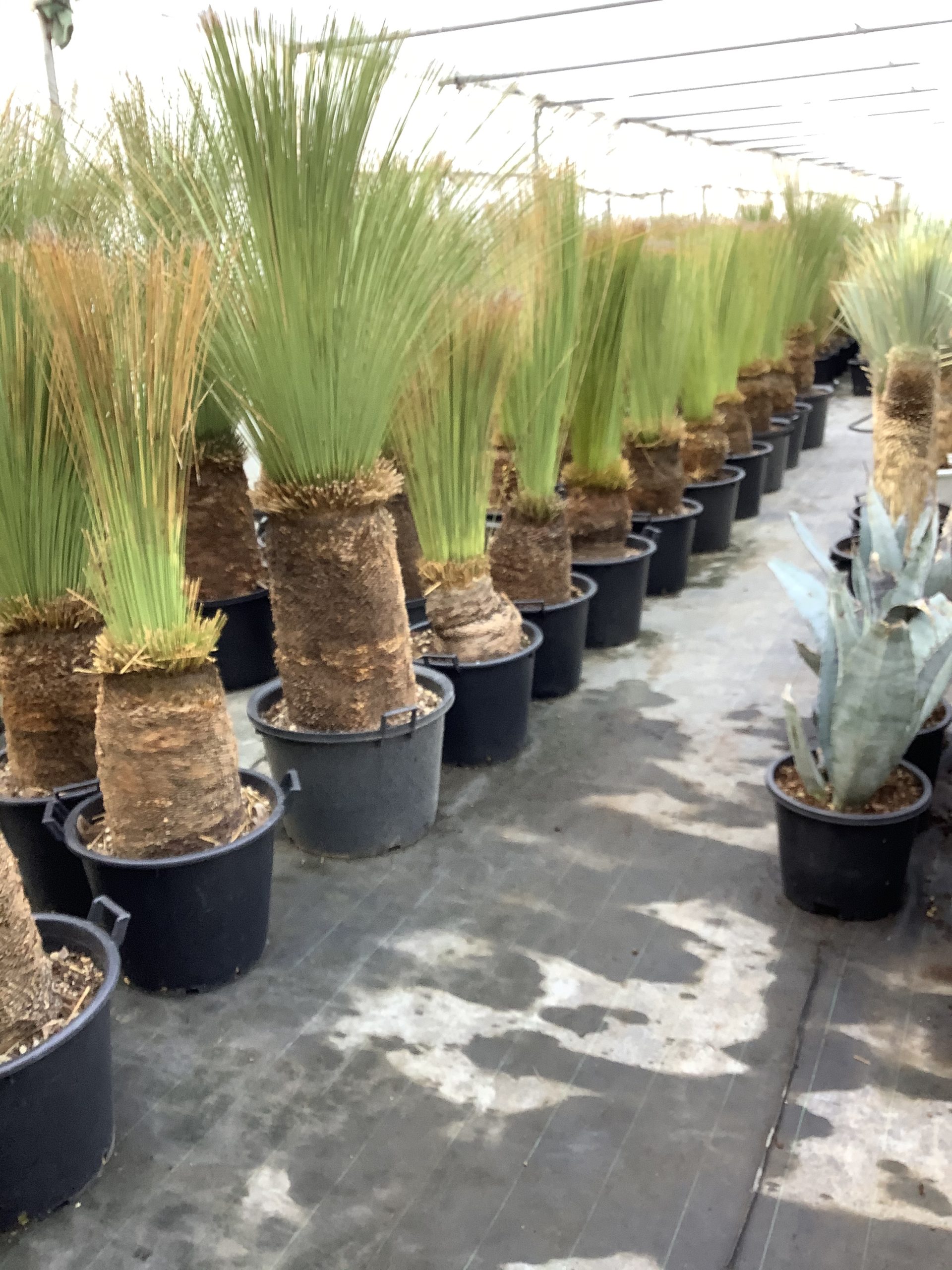 ロストラータ・ダシリリオン | 北九州八幡西区・井上農園・井上  